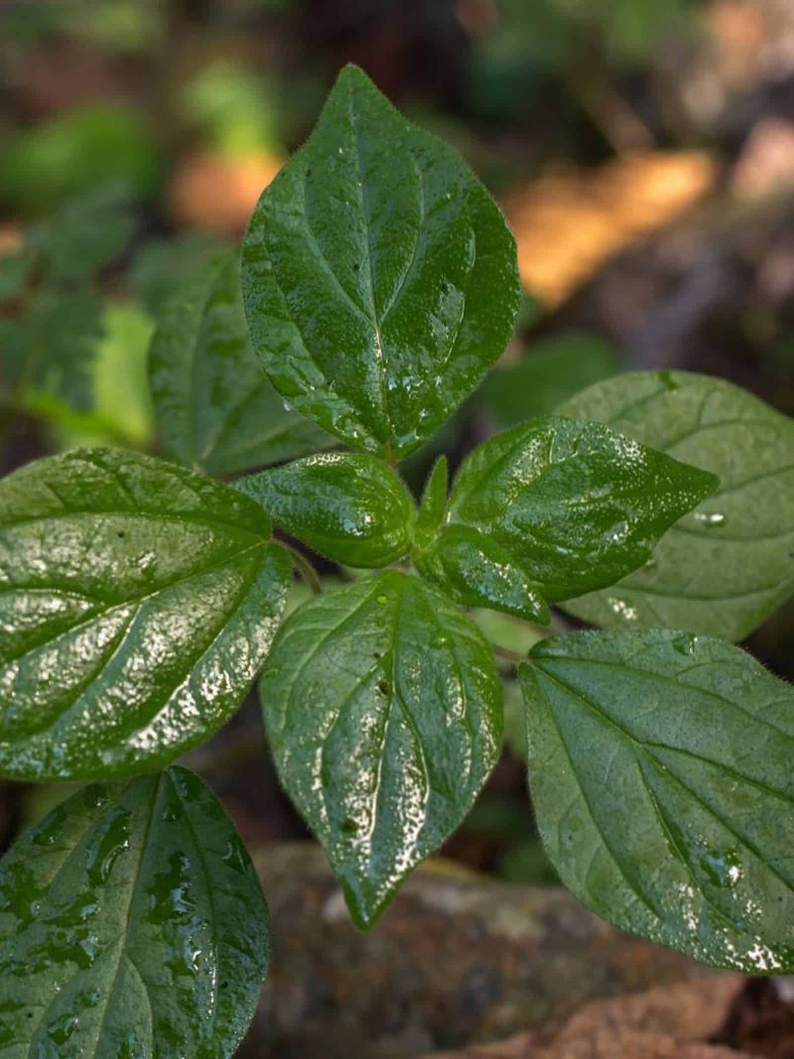Teinture Mère De Pariétaire Frais BIO - Phytothérapie